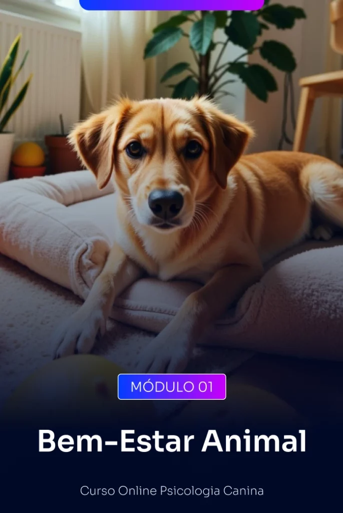 Descubra como o ambiente impacta diretamente no comportamento. Aprenda sobre enriquecimento ambiental e a legislação que protege os direitos dos animais — para garantir uma vida mais saudável e respeitosa ao seu cão.